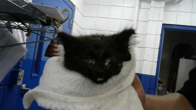 A baby small-sized female Domestic Short Hair cat named Kabob for adoption in Albuquerque, NM