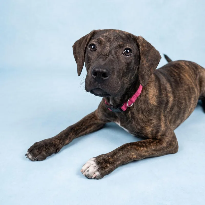 A baby small-sized female Mixed Breed dog named Cove for adoption in Bangall, NY