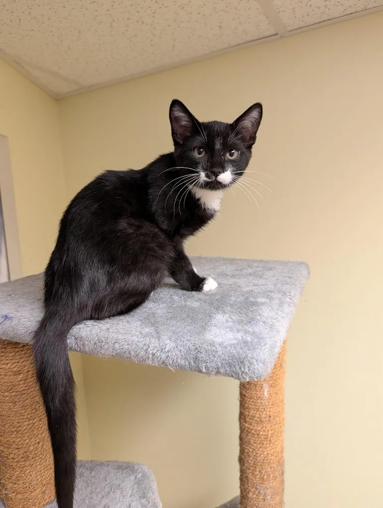 A baby medium-sized female Domestic Short Hair cat named Katie for adoption in Salt Lake City, UT