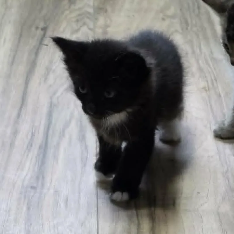 A baby small-sized female Black Domestic Medium Hair cat named Fluffy Baby for adoption in Maple Falls, WA