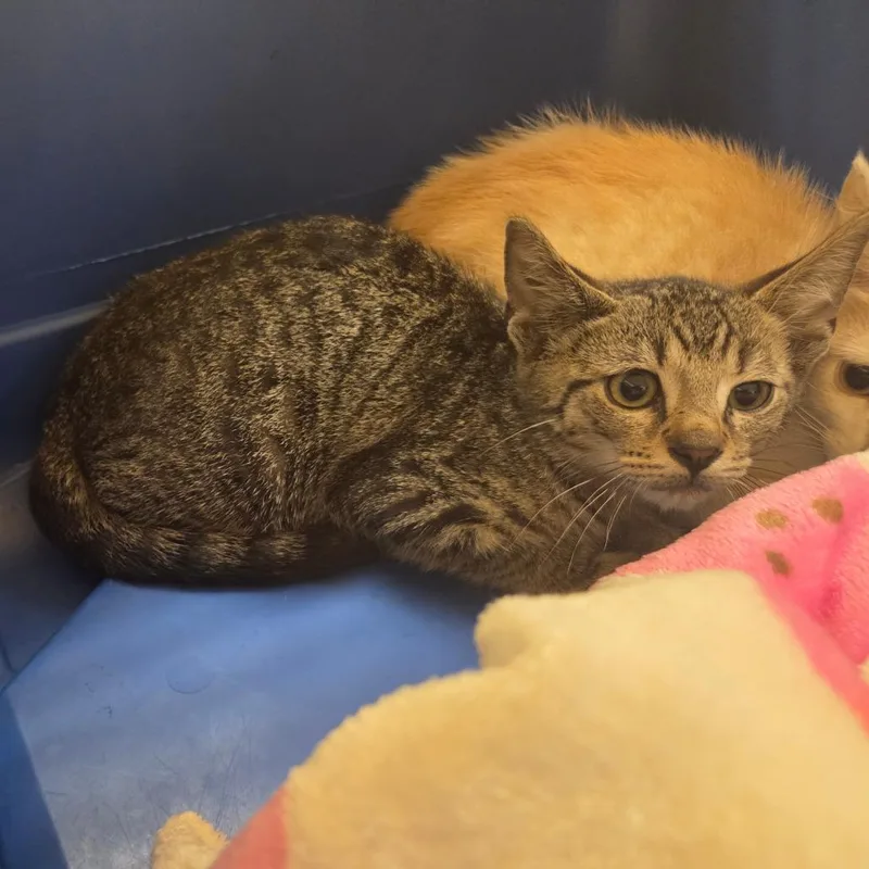 A baby small-sized male Brown / Chocolate Domestic Short Hair cat named Thrift for adoption in Chattanooga, TN