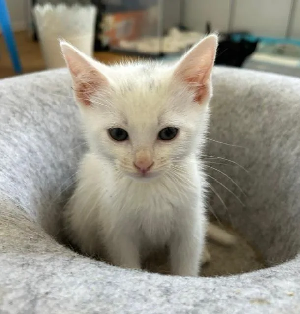 A baby small-sized male Domestic Short Hair cat named Scooby Doo for adoption in Camarillo, CA