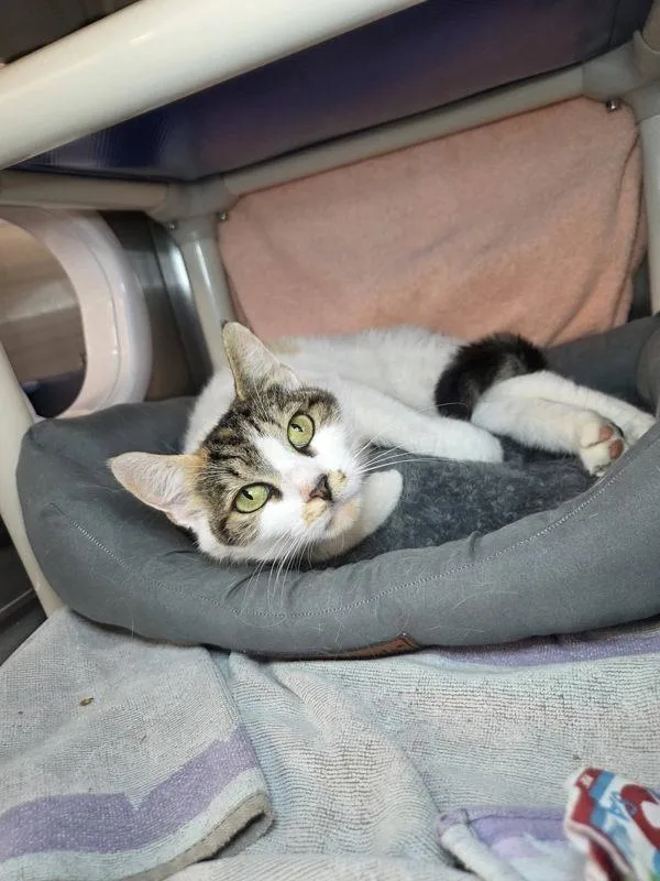 An adult large-sized female Domestic Short Hair cat named Aeroplane for adoption in Millersville, MD