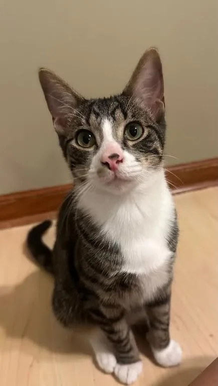 A baby medium-sized male Tabby (Brown / Chocolate) Domestic Short Hair cat named Bugsy for adoption in Kalamazoo, MI