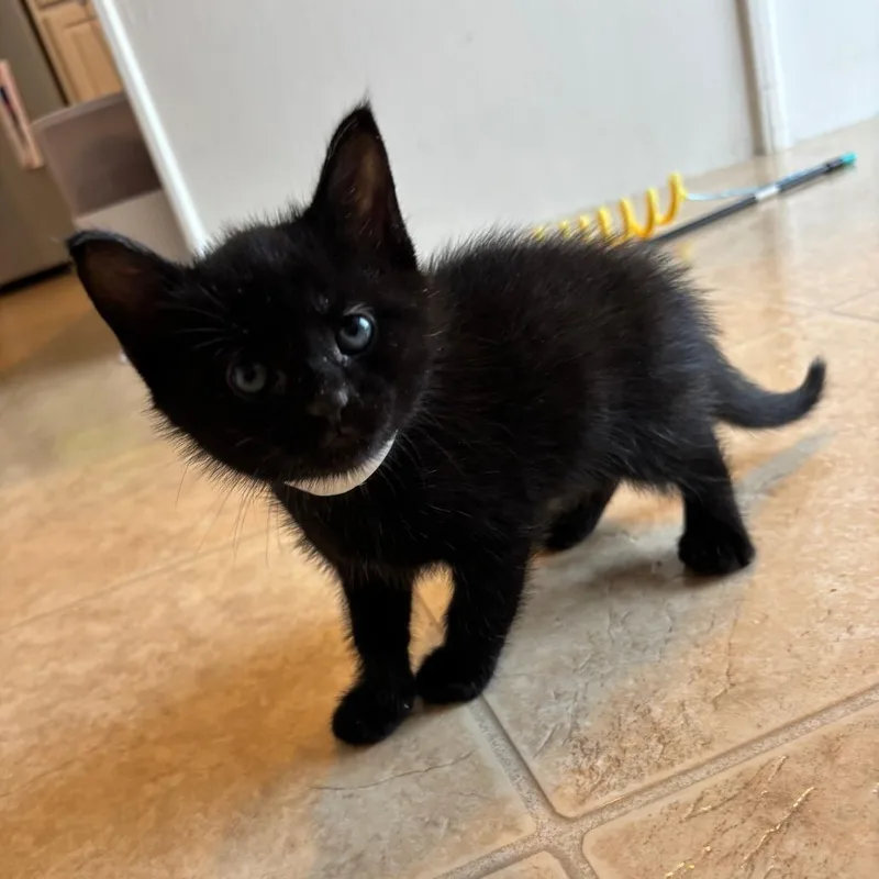 A baby small-sized female Black Domestic Short Hair cat named Rosalina for adoption in Harrisonburg, VA