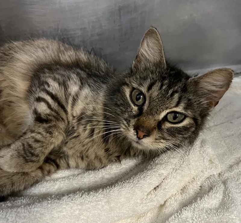 A young large-sized female Domestic Medium Hair cat named Victoria for adoption in Little Rock, AR