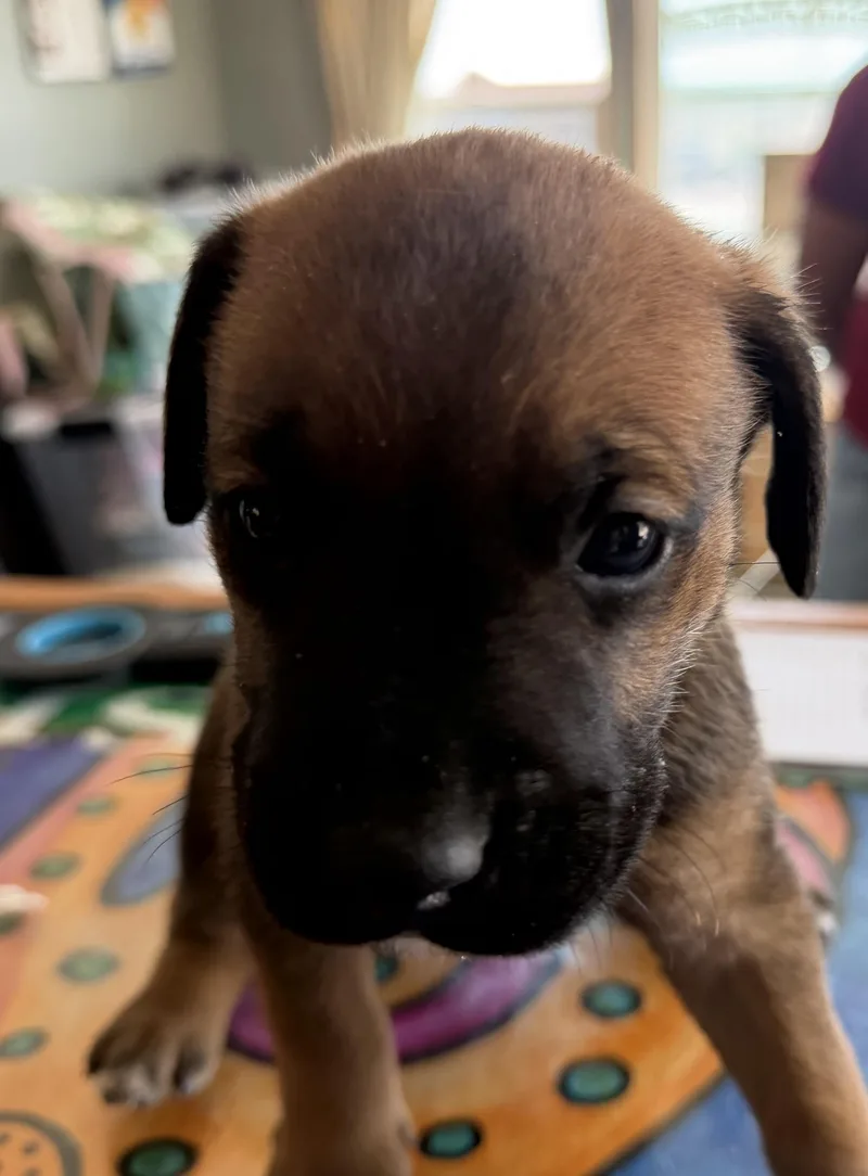 A baby small-sized female Tricolor (Brown, Black, & White) Boxer dog named Laquicha for adoption in Deming, NM