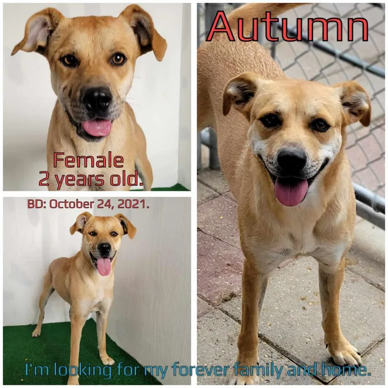 An adult medium-sized female Brown / Chocolate Mixed Breed dog named Autumn for adoption in Boaz, AL