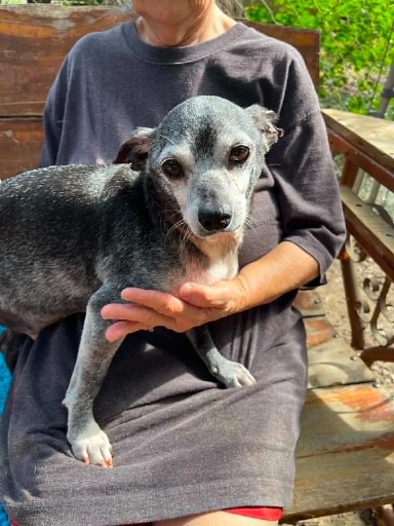 A senior small-sized male Gray / Blue / Silver Chihuahua dog named Marvin CO for adoption in Bryan, TX
