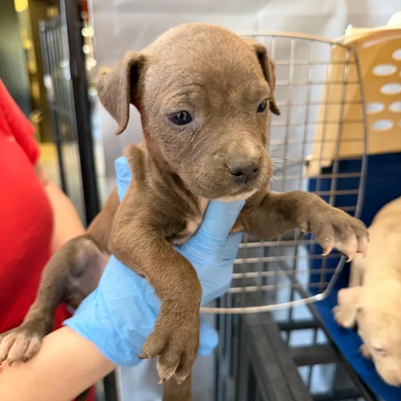 A baby small-sized female Brown / Chocolate Pit Bull Terrier dog named Luna for adoption in Birmingham, AL