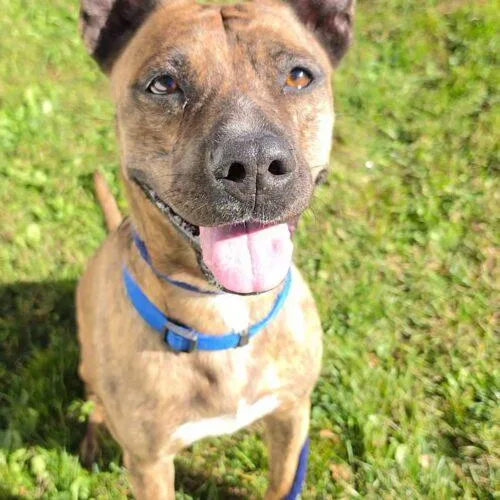 An adult medium-sized female Brindle Dutch Shepherd dog named Terra Athens for adoption in Rockaway, NJ