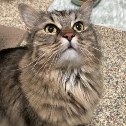 An adult large-sized female Domestic Medium Hair cat named Calliope for adoption in Merriam, KS