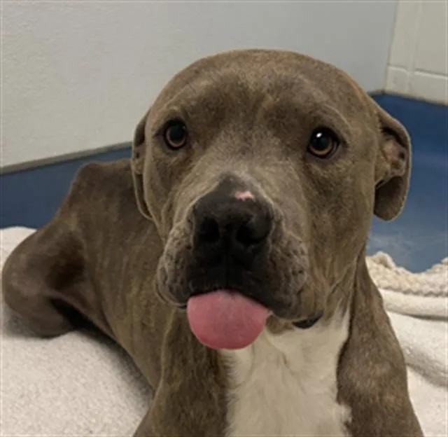 A young medium-sized male Pit Bull Terrier dog named Buffet for adoption in Tucson, AZ