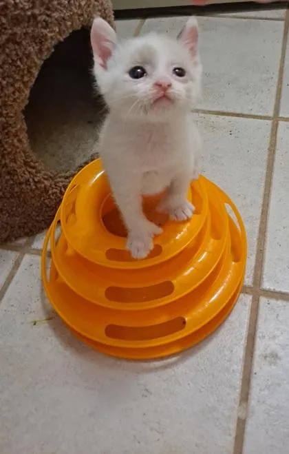 A baby small-sized female Domestic Short Hair cat named Finn for adoption in Verona, WI