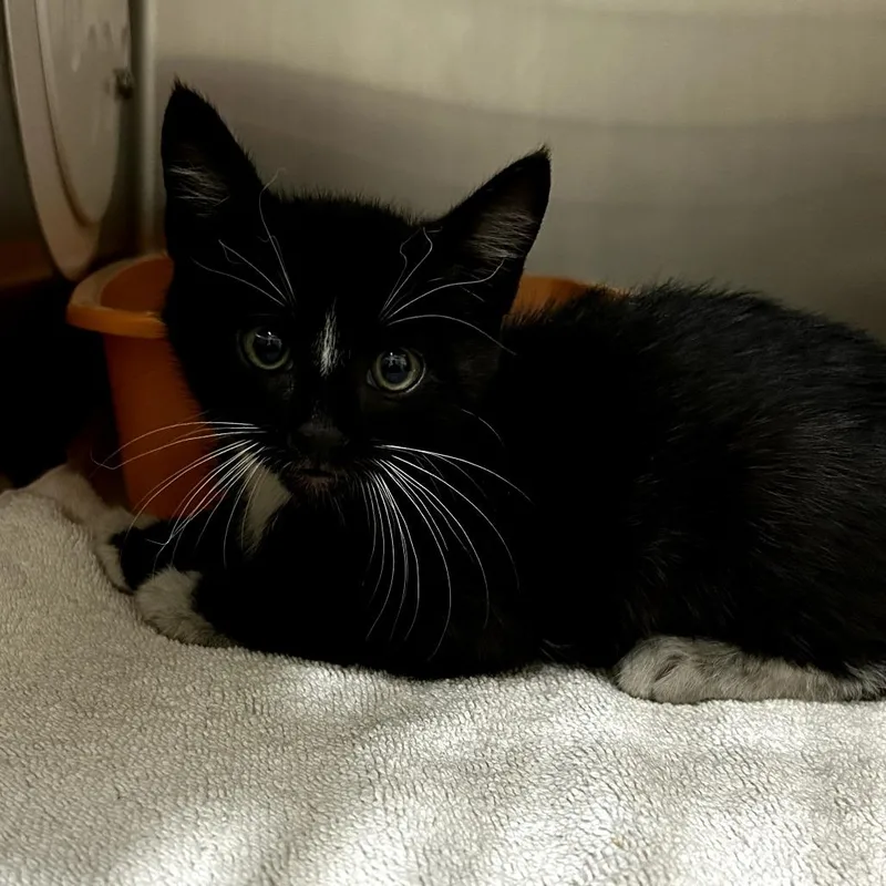 A baby small-sized male Black Domestic Short Hair cat named IEPAStray for adoption in Upland, CA