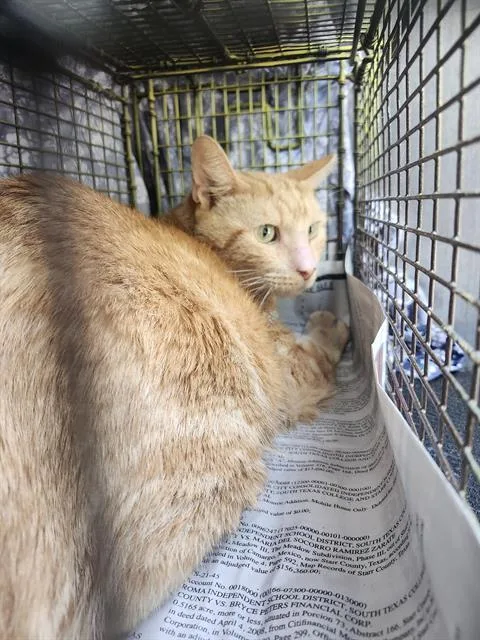 A young medium-sized male Domestic Medium Hair cat named Buster for adoption in San Antonio, TX
