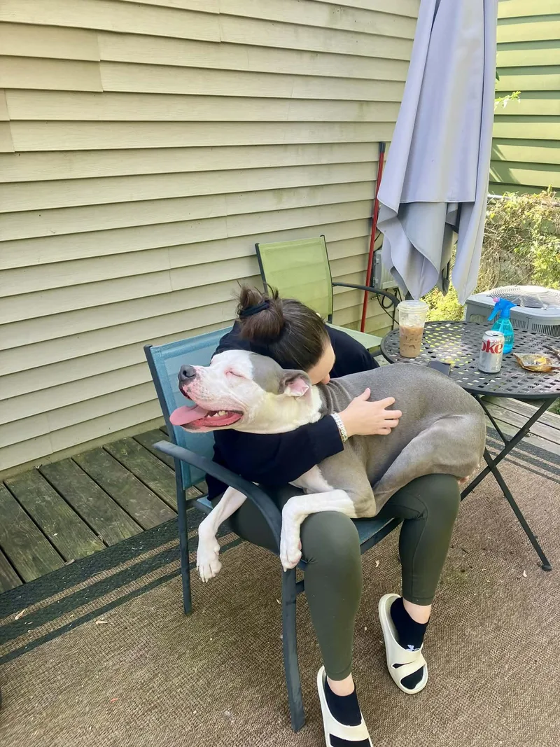 An adult large-sized male Pit Bull Terrier dog named Dozer for adoption in Royal Oak, MI