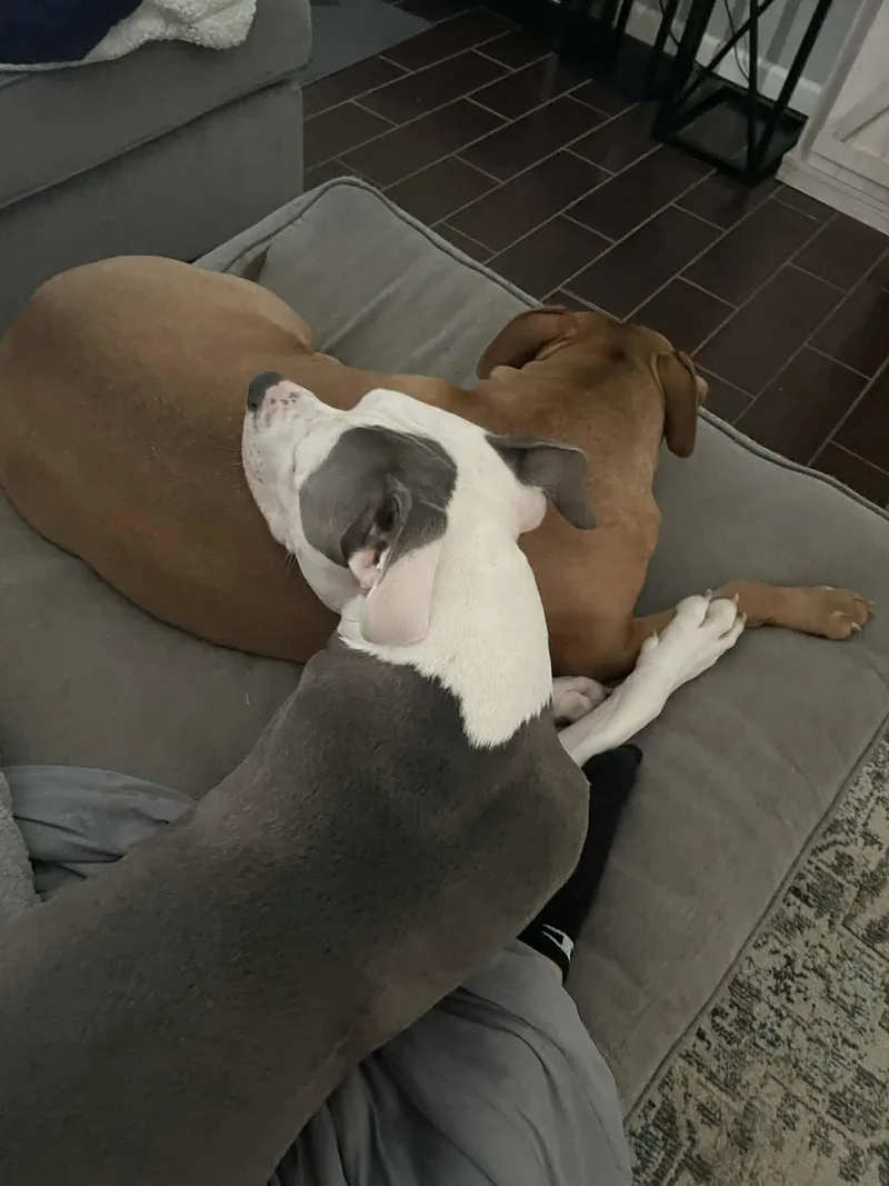 Dozer thumbnail 4
