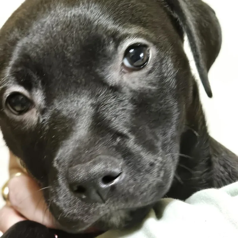 Bean Rook thumbnail 2