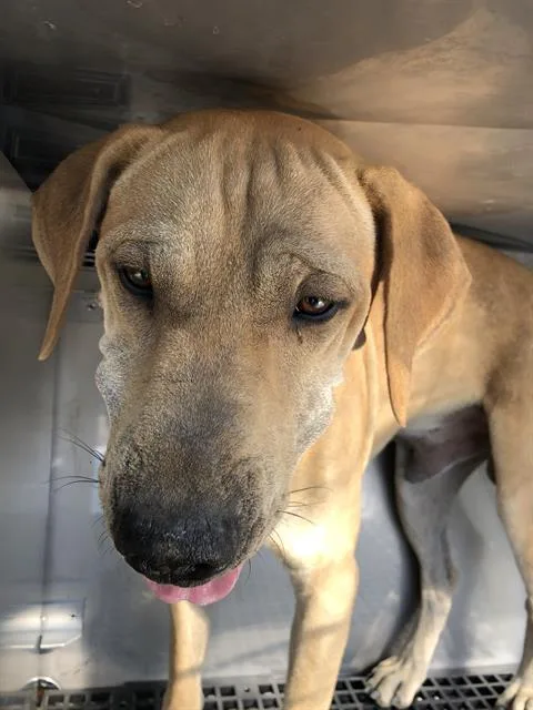 A young large-sized male Mixed Breed dog named Trompo for adoption in Dallas, TX