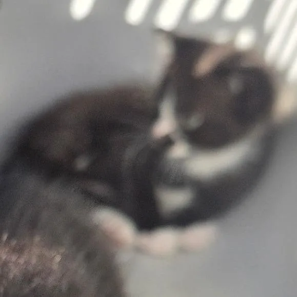 A baby small-sized male Gray / Blue / Silver Domestic Short Hair cat named Raisin for adoption in West Palm Beach, FL