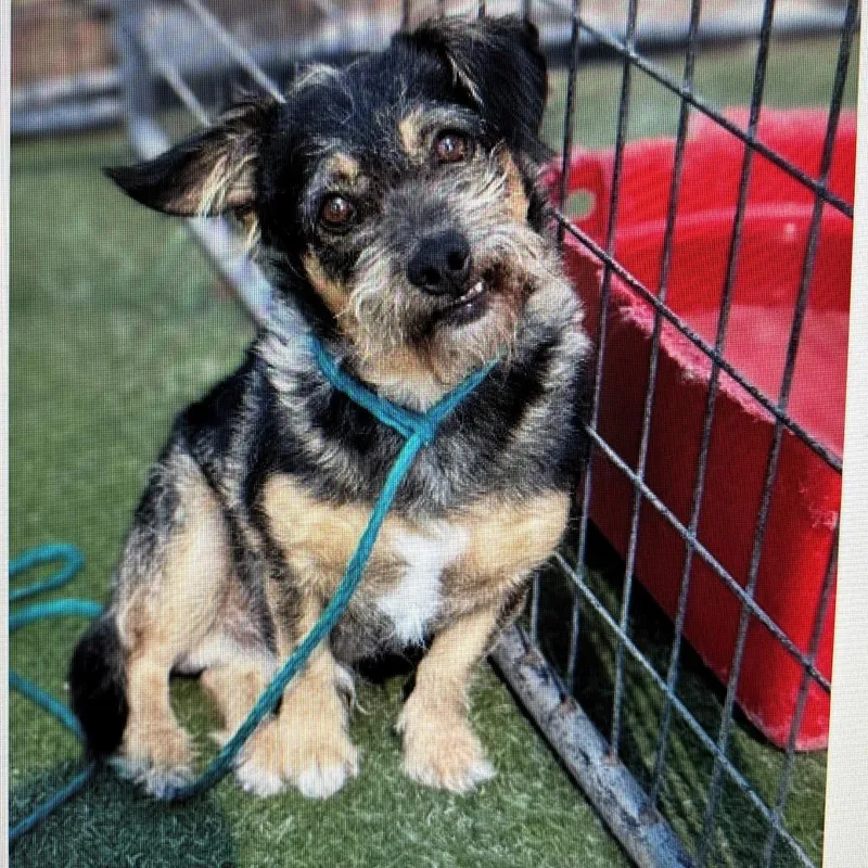 An adult medium-sized male Black Mixed Breed dog named Frank for adoption in Tacoma, WA