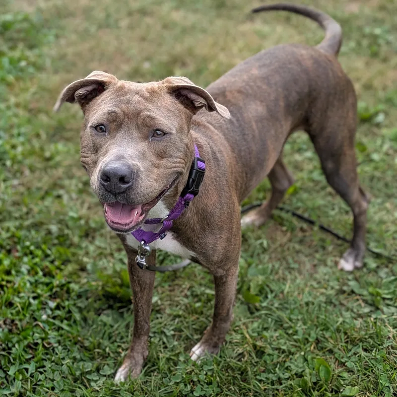 An adult medium-sized female Brindle Mixed Breed dog named Bambi for adoption in Syracuse, NY