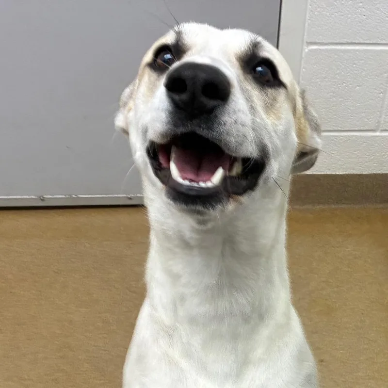 An adult medium-sized male White / Cream Shepherd dog named Cowboy for adoption in Corpus Christi, TX