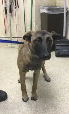A young small-sized female Belgian Shepherd / Malinois dog named Betsie for adoption in Riverside, CA