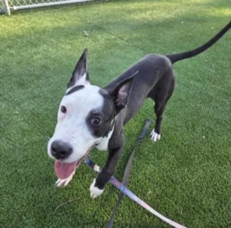 A young medium-sized female Pit Bull Terrier dog named Halfhalf for adoption in Los Angeles, CA