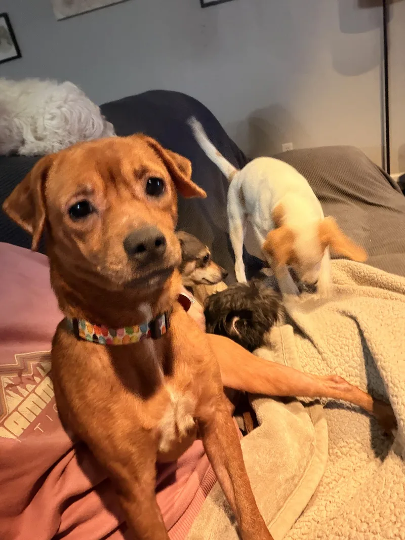 A young small-sized female Chihuahua dog named Ariel for adoption in Byron, IL