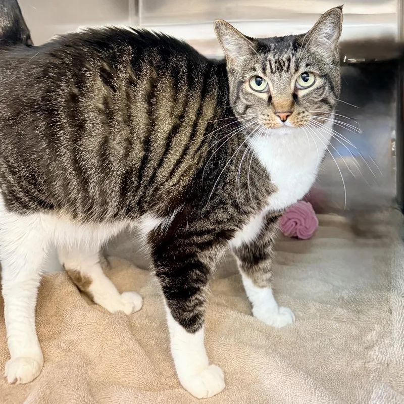 A senior large-sized female Black Domestic Short Hair cat named Lea for adoption in Palm Springs, CA