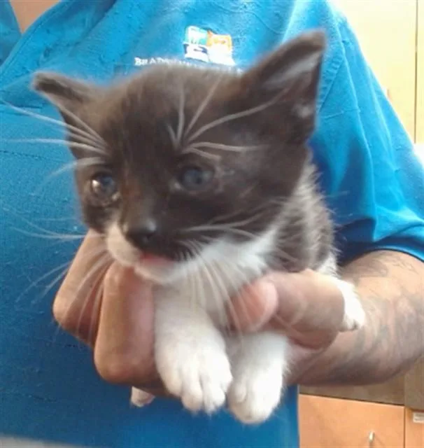 A baby small-sized female Domestic Short Hair cat named Tootie for adoption in Sacramento, CA