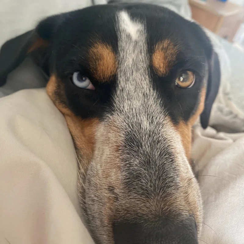 An adult medium-sized female Tricolor (Brown, Black, & White) Australian Cattle Dog / Blue Heeler dog named Millie for adoption in Gadsden, AL