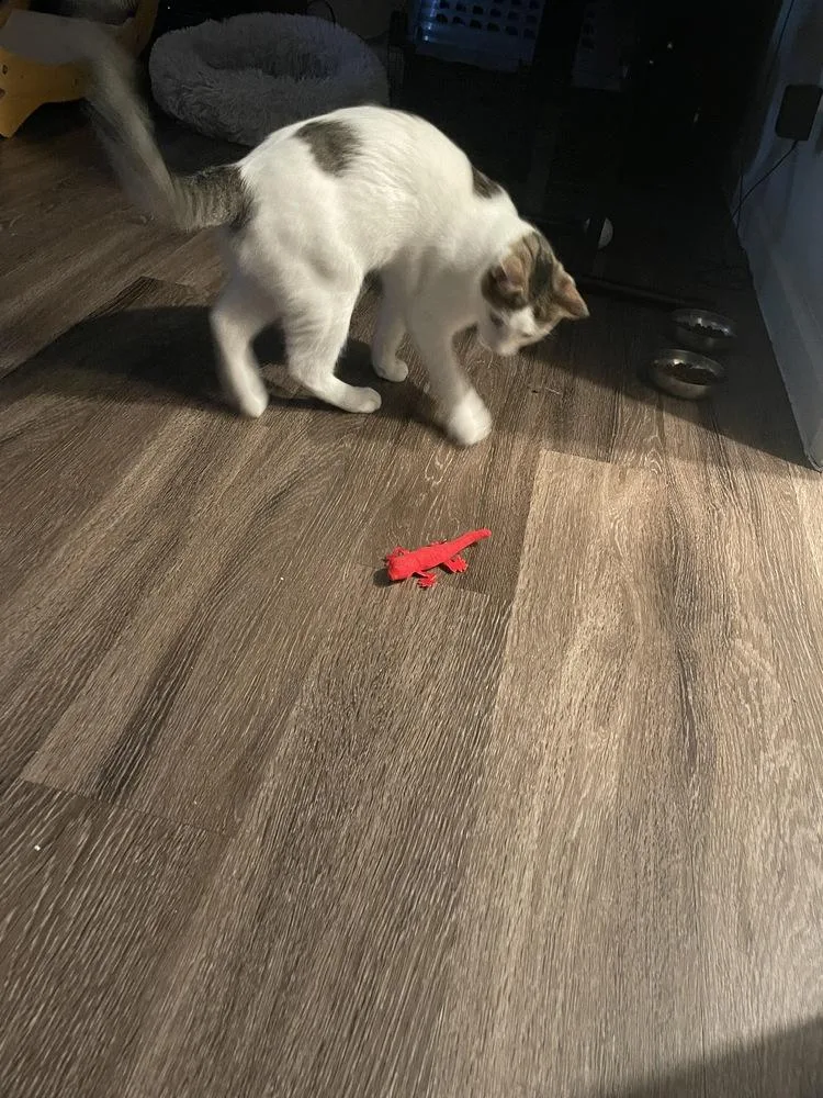 Ranger M thumbnail 2