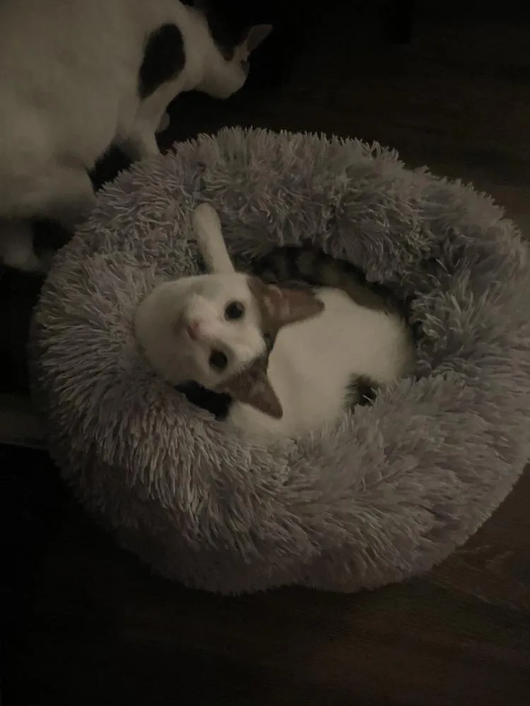 Ranger M thumbnail 3