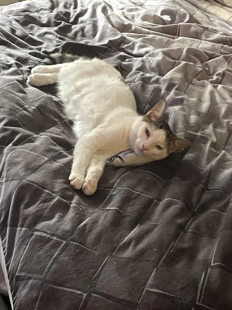 Ranger M thumbnail 4