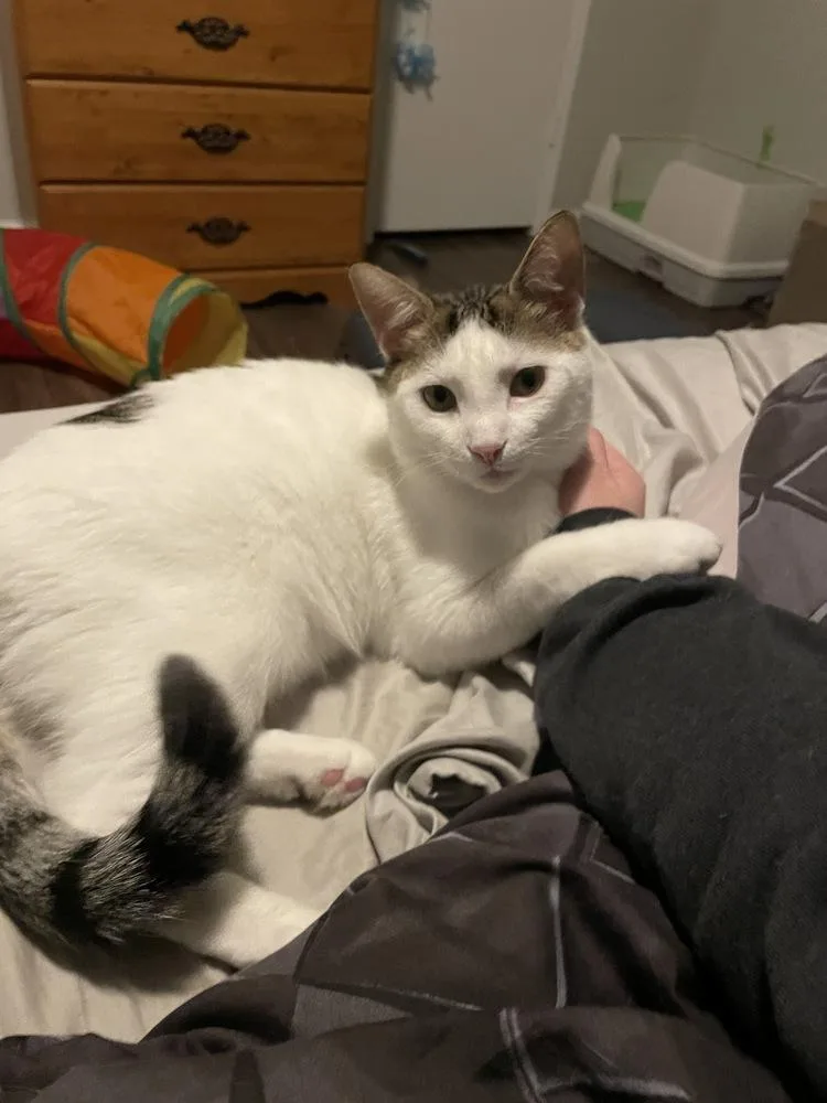 Ranger M thumbnail 5