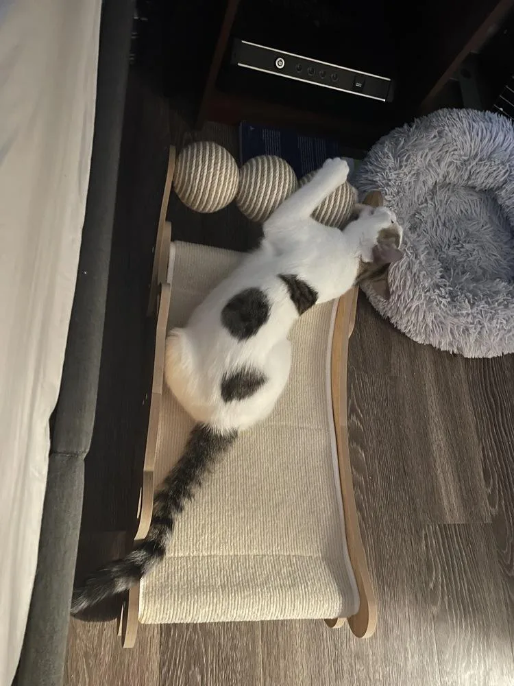 Ranger M thumbnail 6