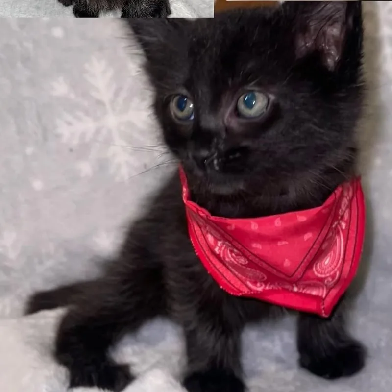 A baby small-sized male Domestic Medium Hair cat named Bruce C for adoption in Princeton, MN