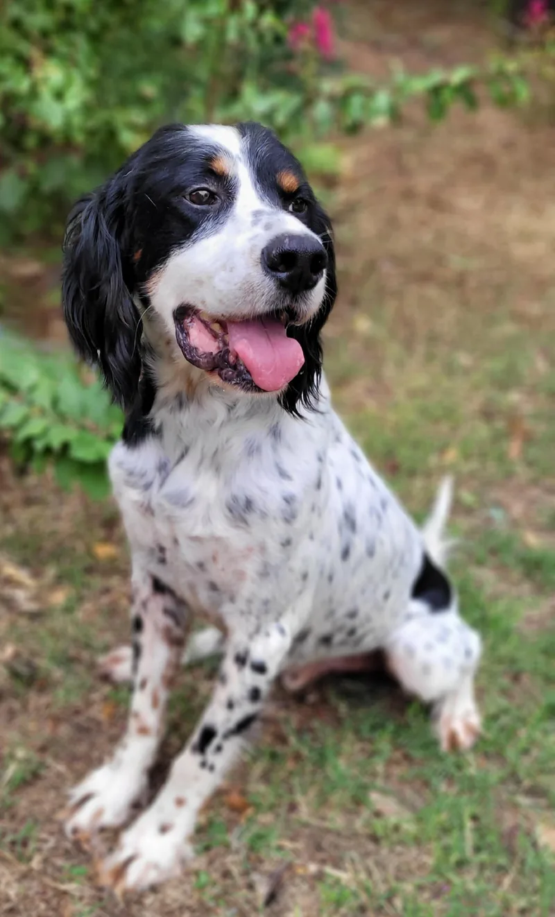 An adult medium-sized male English Setter dog named Woody for adoption in Vernon, TX