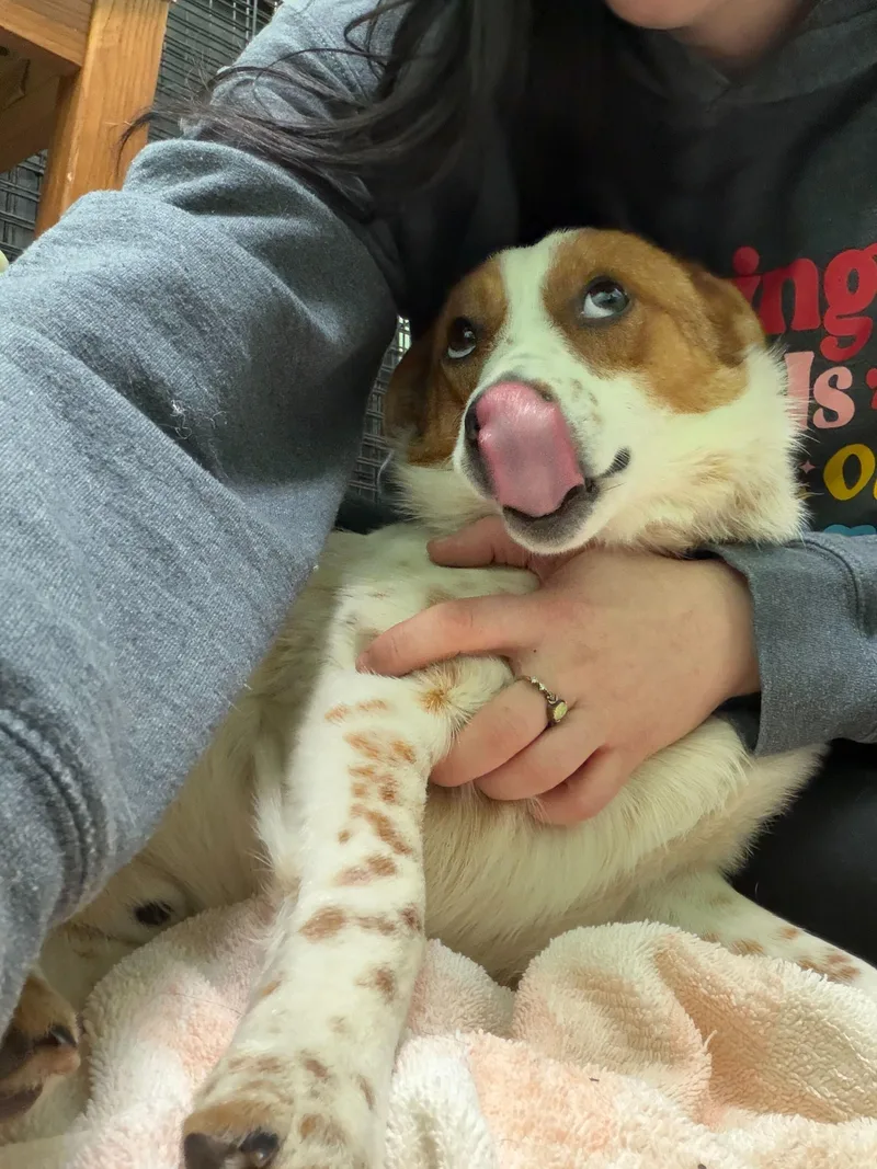 Starlight thumbnail 3