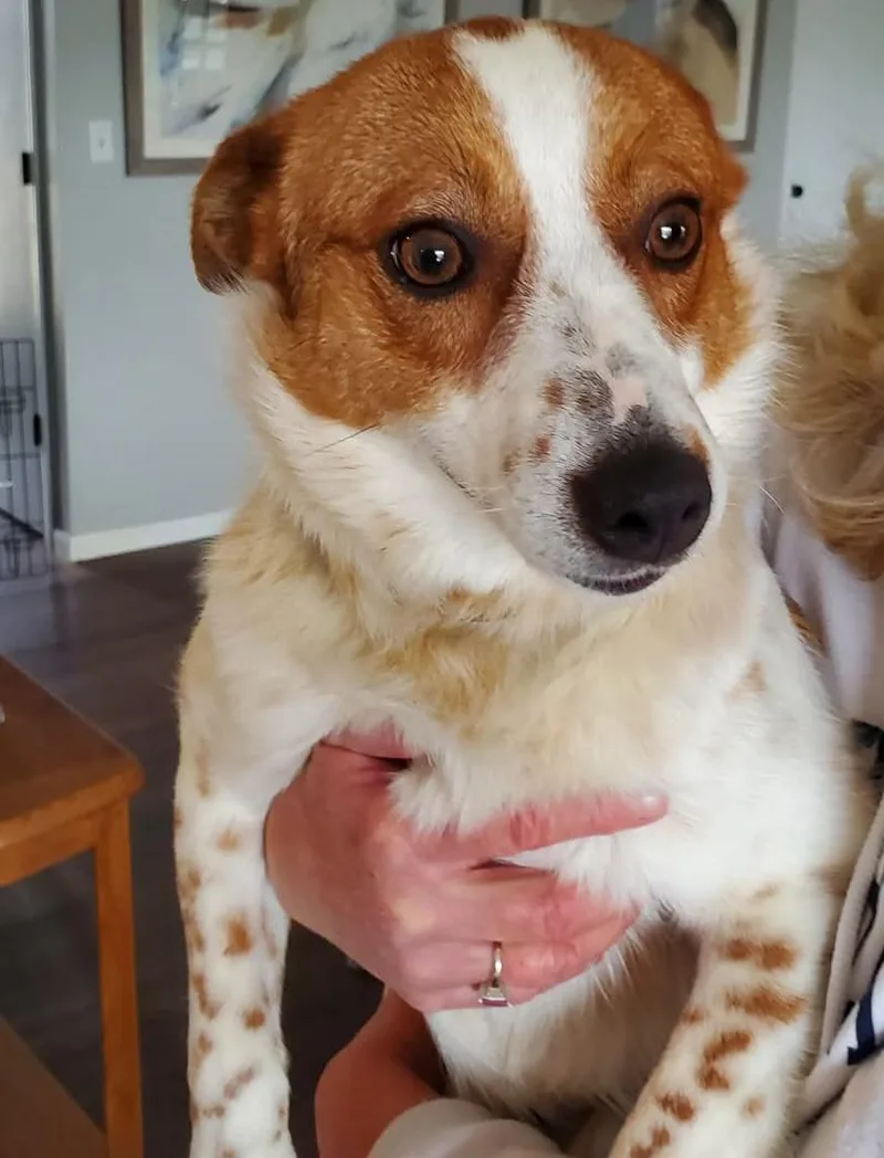 Starlight thumbnail 4