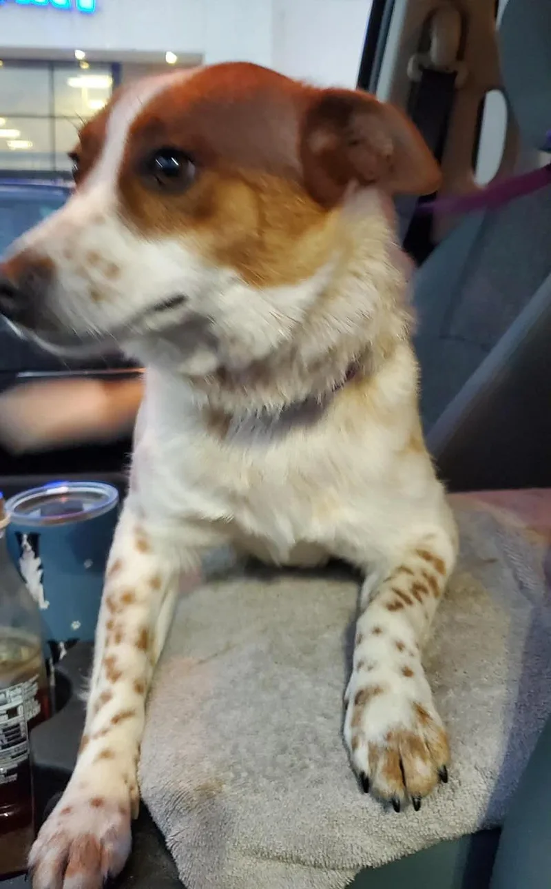 Starlight thumbnail 5