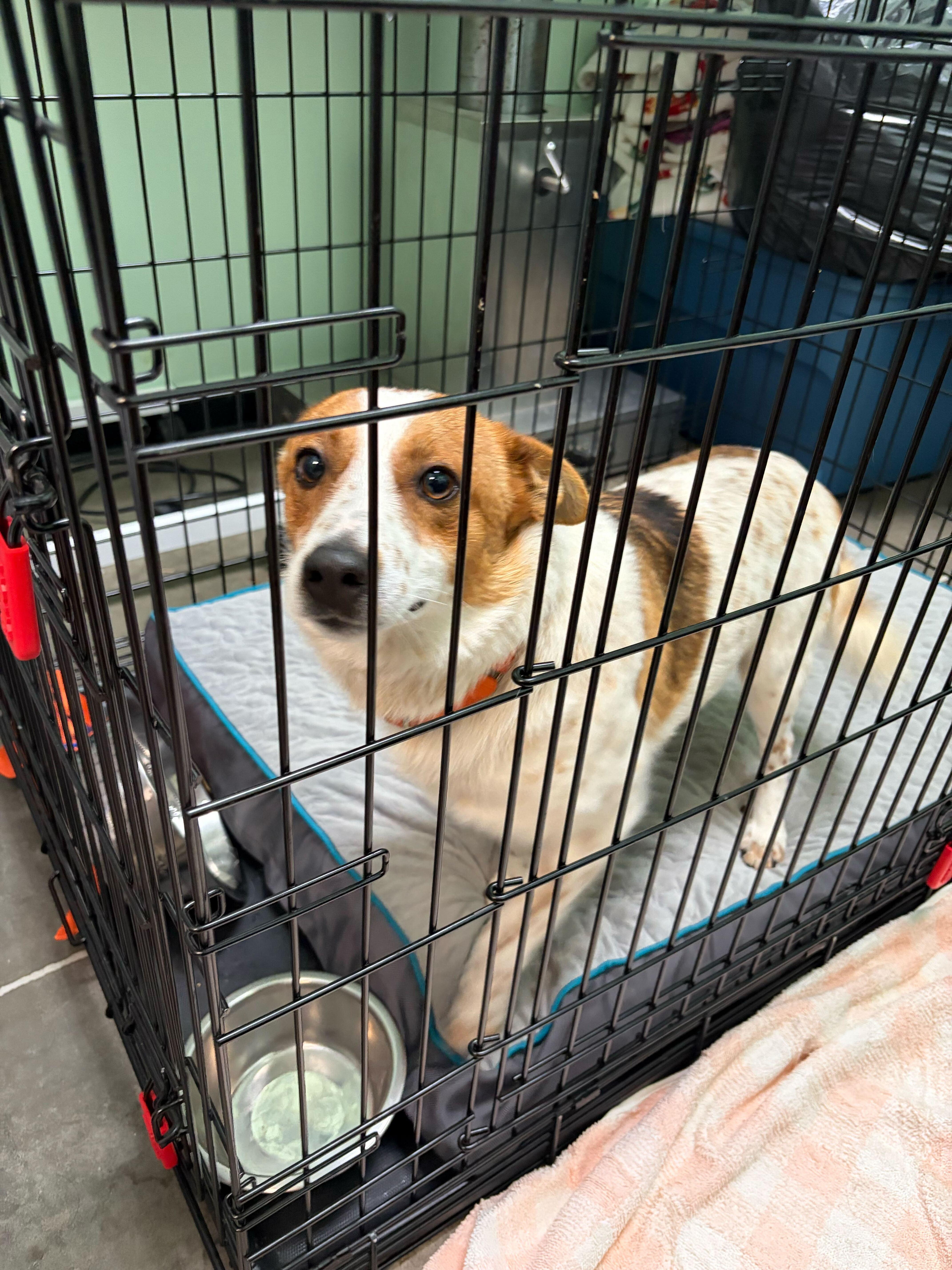 Starlight thumbnail 6