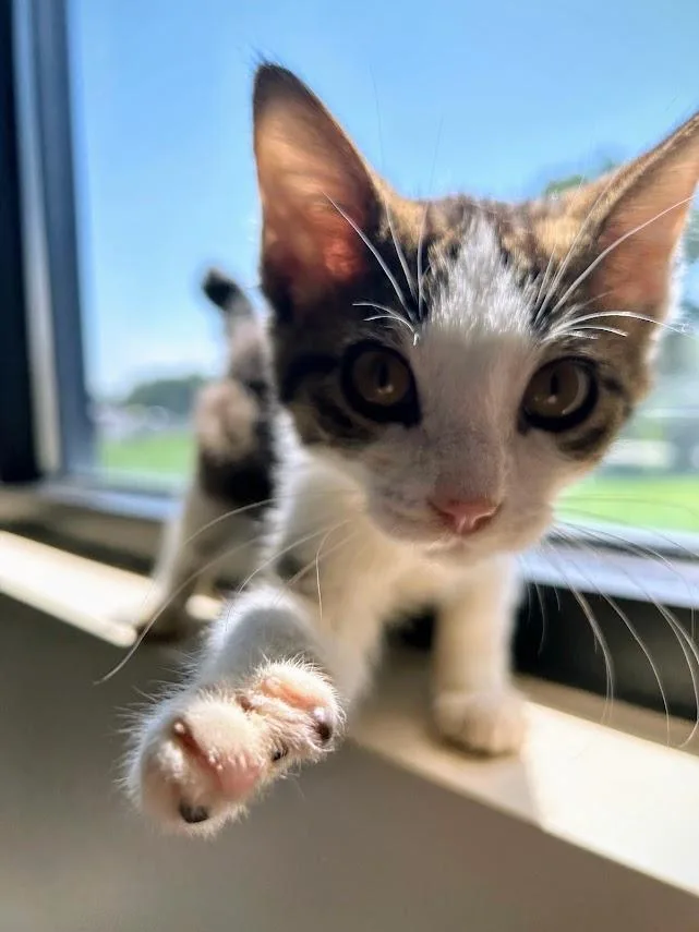 A baby medium-sized female White Domestic Short Hair cat named Rabbit for adoption in Effingham, IL