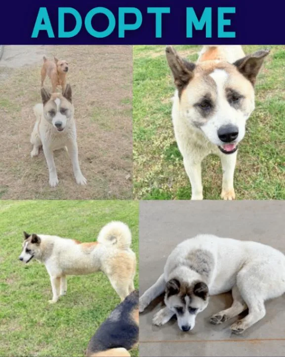 Meeko thumbnail 3