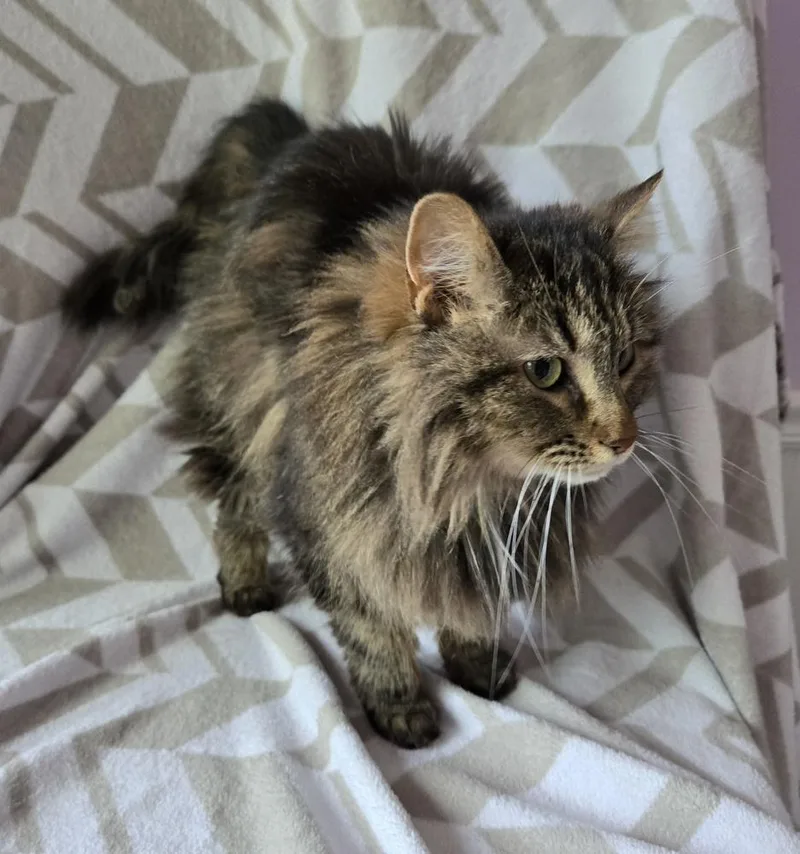 An adult small-sized female Domestic Medium Hair cat named Poi for adoption in Wheaton, IL