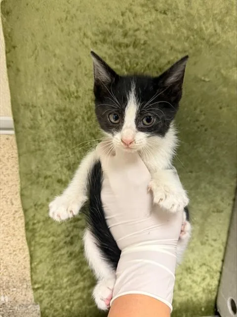 A baby small-sized female Domestic Short Hair cat named Gina for adoption in Riverside, CA