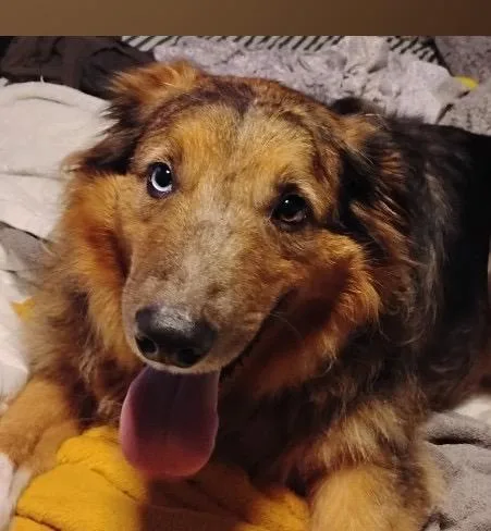 An adult large-sized male Shetland Sheepdog / Sheltie dog named Rogan for adoption in Parrish, FL